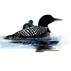 loon-with-baby